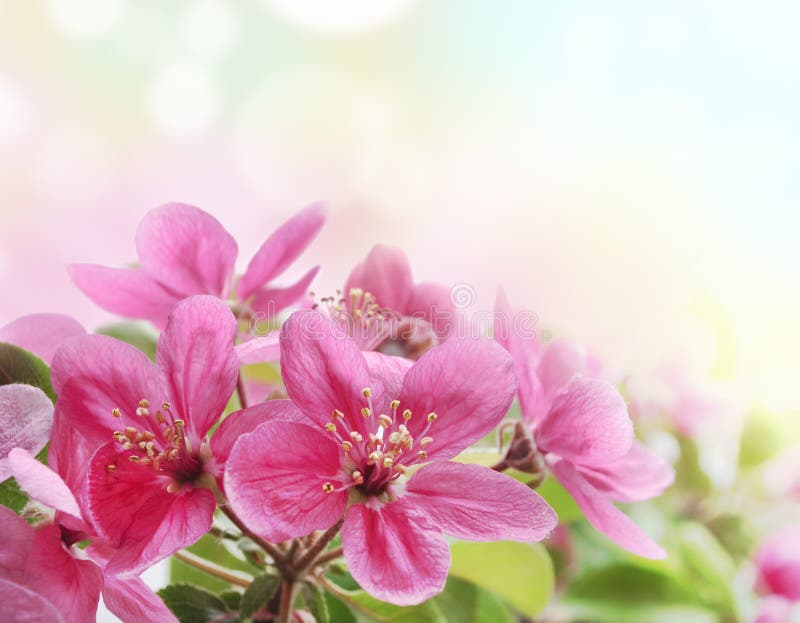 Blumen lizenzfreies stockbild