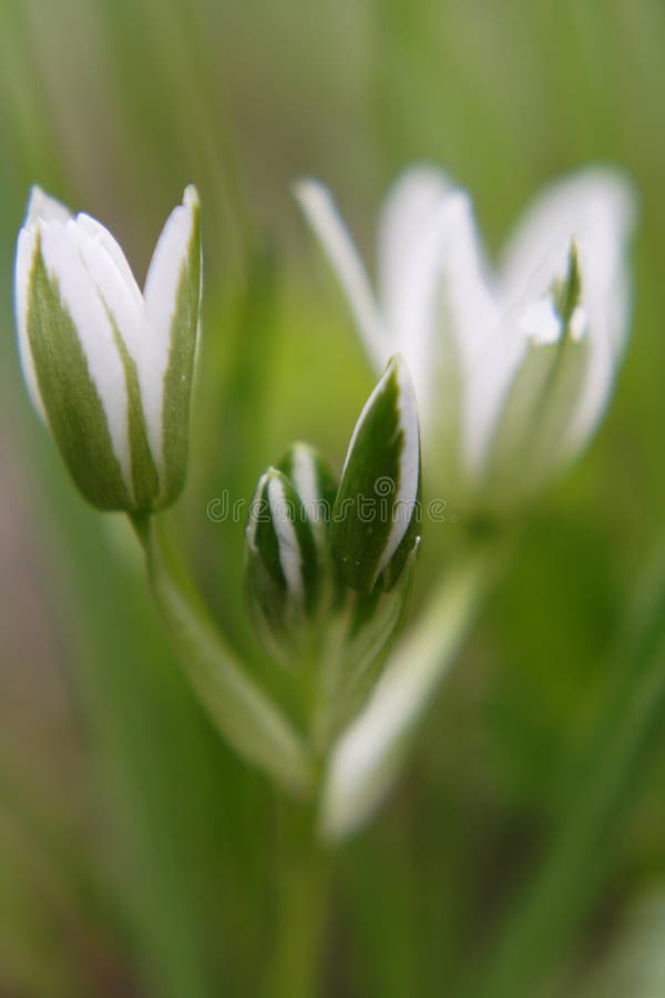 Forest flowers, spring flowers. abstract background. Forest flowers, spring flowers. abstract background