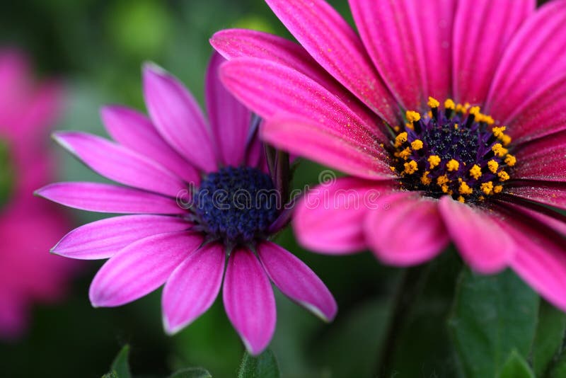 Blumen stockfotografie