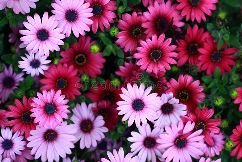 Blumen lizenzfreies stockfoto Blumen lizenzfreies stockfoto