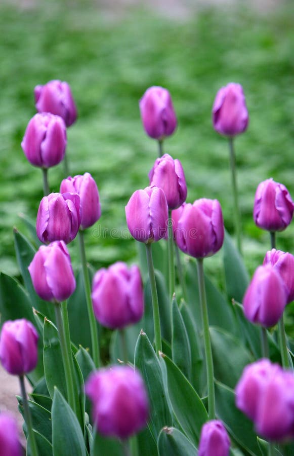 Blumen lizenzfreies stockfoto