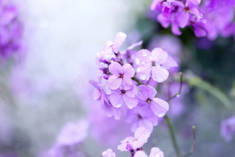  Blumen stockfotos