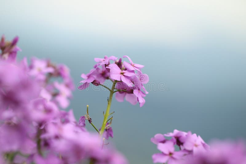  Blumen stockfotografie