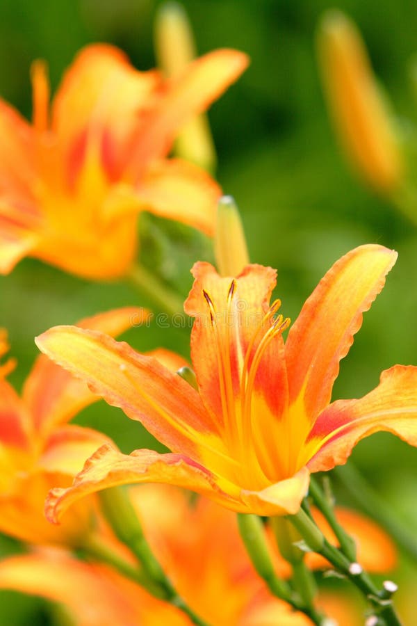 Blumen stockbilder
