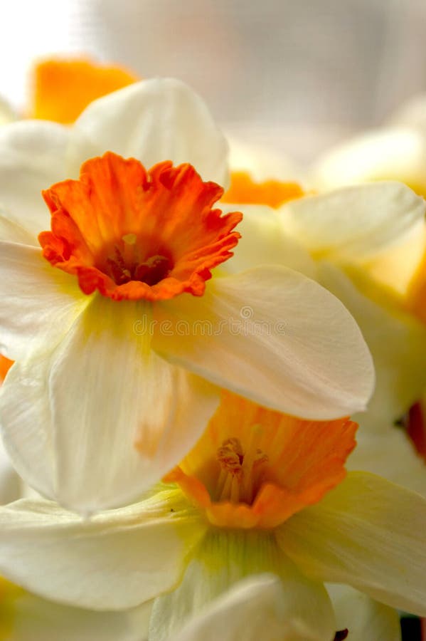 White - orange flowers, narcissuses. White - orange flowers, narcissuses