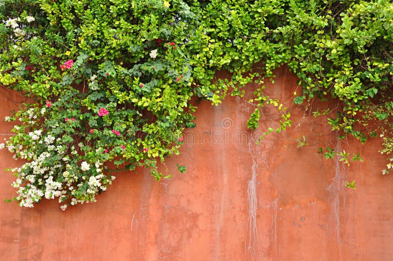Blumen auf der Wand stockbild. Bild von pflanzen, haus - 27752605