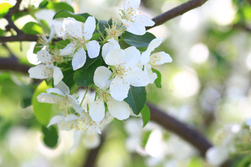 Blumen auf einem crabapple Baum lizenzfreie stockfotografie Blumen auf einem crabapple Baum lizenzfreie stockfotografie