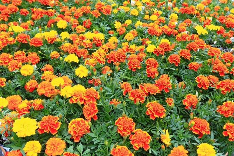 Blumen auf Weiß stockfotos