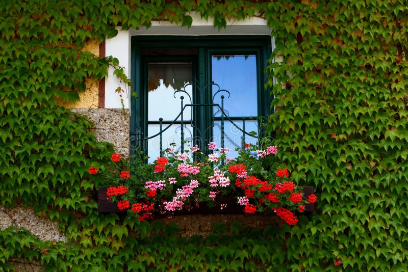 Blumen auf Windowsill lizenzfreie stockbilder Blumen auf Windowsill lizenzfreie stockbilder