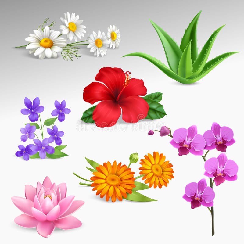 Blumen-Betriebsrealistische Ikonen-Sammlung lizenzfreie abbildung Blumen-Betriebsrealistische Ikonen-Sammlung lizenzfreie abbildung