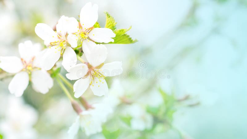 Blumen der Kirschblüte im weichen rosa Licht, des sacura mit bokeh und der Filter, Blumenhintergrund Lange Breitenfahne lizenzfreie stockfotos Blumen der Kirschblüte im weichen rosa Licht, des sacura mit bokeh und der Filter, Blumenhintergrund Lange Breitenfahne lizenzfreie stockfotos