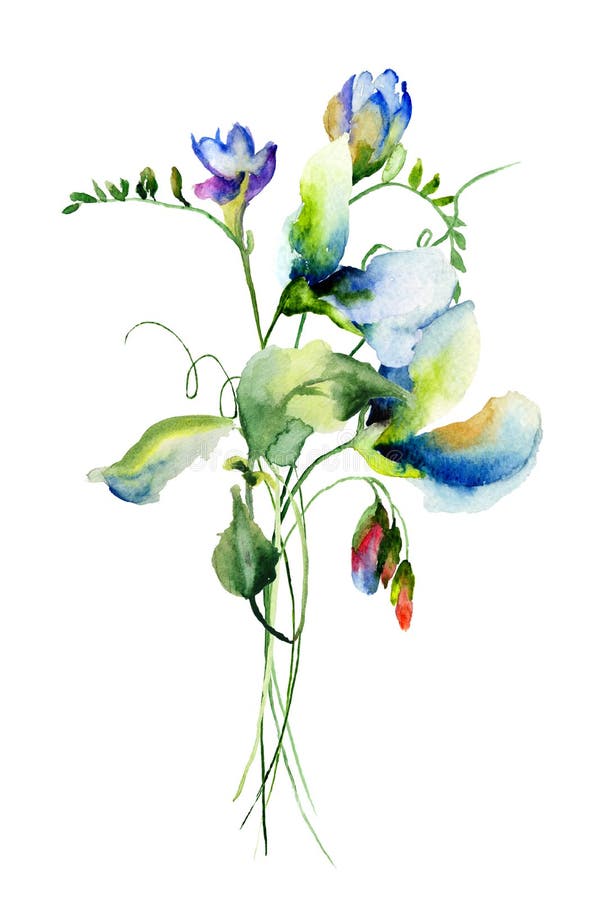 Blumen der süßen Erbse lizenzfreie abbildung Blumen der süßen Erbse lizenzfreie abbildung