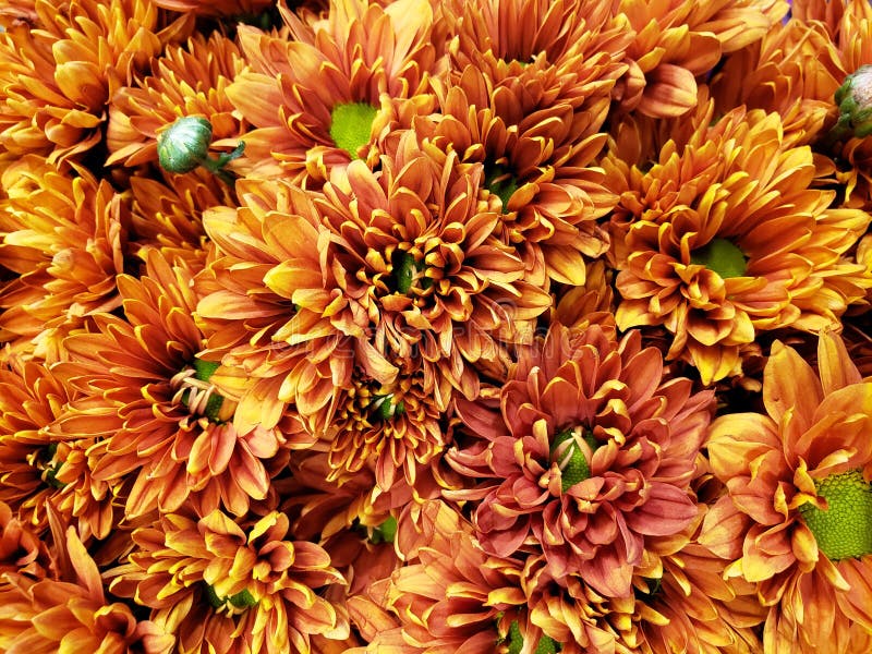 Blumen des orange Gänseblümchens in einem Blumenstrauß für Geschenk der Liebe, des Hintergrundes und der Beschaffenheit stockfotografie Blumen des orange Gänseblümchens in einem Blumenstrauß für Geschenk der Liebe, des Hintergrundes und der Beschaffenheit stockfotografie