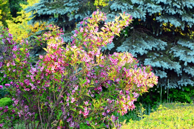 Hintergrund Der Frischen Blumen Am Sonnigen Tag Stockbild - Bild von