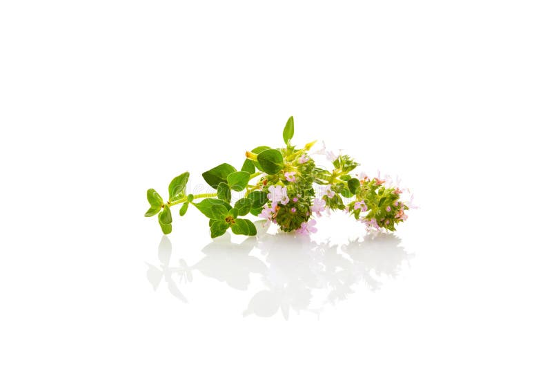 Blumen des wilden Thymians mit Blättern lizenzfreie stockfotos Blumen des wilden Thymians mit Blättern lizenzfreie stockfotos