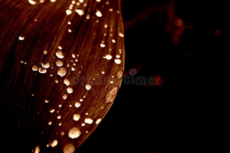 Blumen im Regen stockbilder Blumen im Regen stockbilder