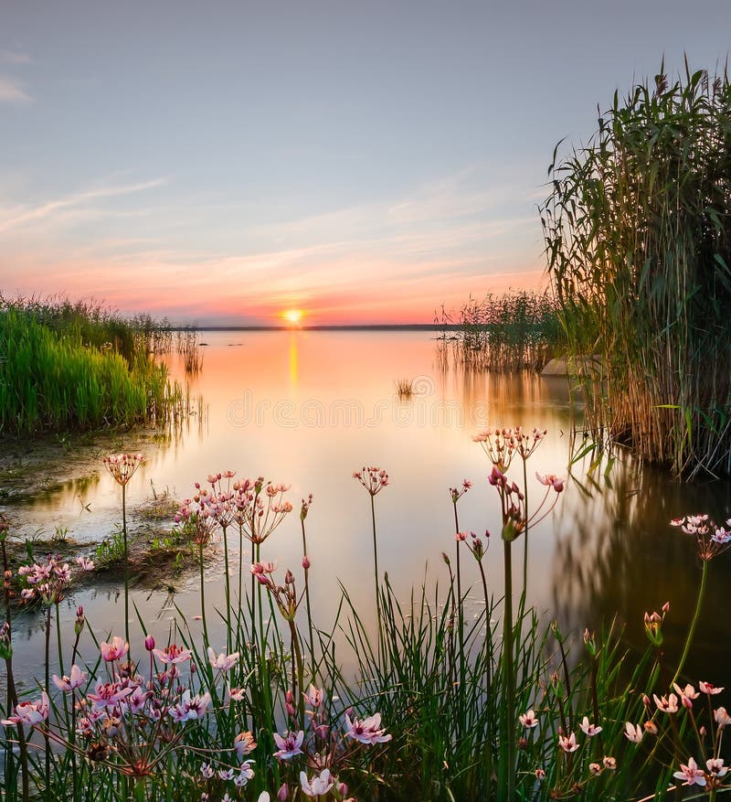 Blumen im Stauwasser lizenzfreie stockbilder Blumen im Stauwasser lizenzfreie stockbilder