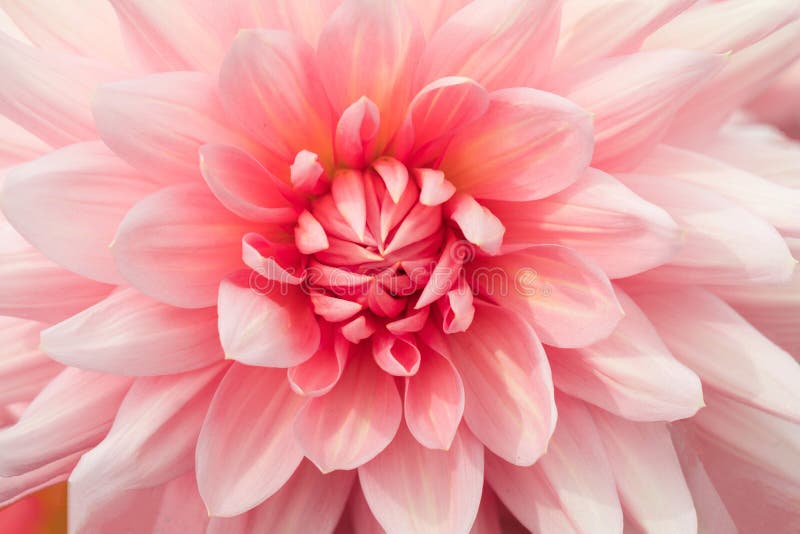 Blumen-Nahaufnahmedetail der Beschaffenheiten rosa stockfotografie Blumen-Nahaufnahmedetail der Beschaffenheiten rosa stockfotografie