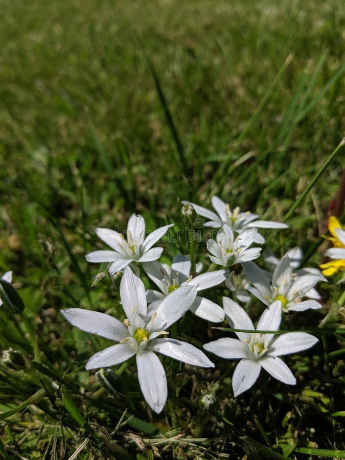 Blumen stockbilder Blumen stockbilder