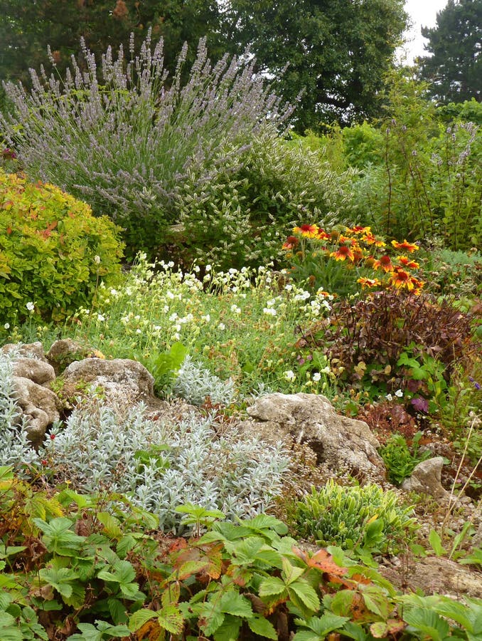 Blumen-Steingarten Mit Lavendel Und Alpenpflanzen Stockfoto - Bild ... Blumen-Steingarten Mit Lavendel Und Alpenpflanzen Stockfoto - Bild ...