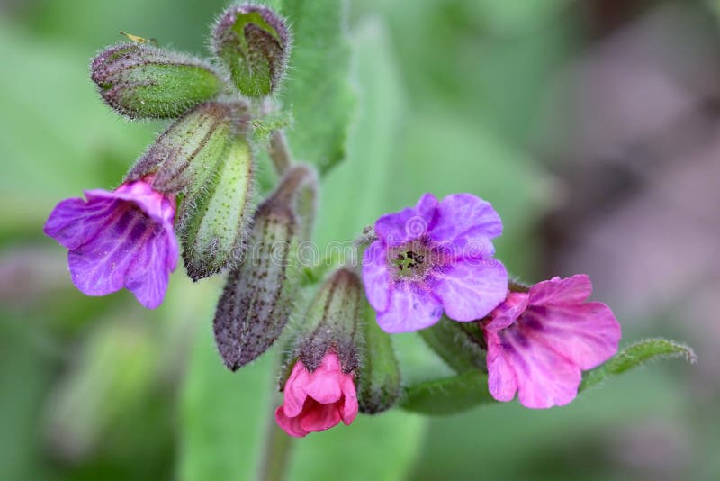 Blumen von Pulmonaria-obscura stockfotografie