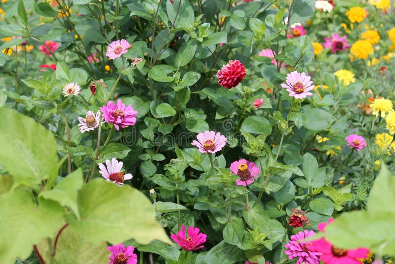 Blumenbeet mit mehrfarbigen Zinniablumen Helle Sommerblumen im Garten stockfotos Blumenbeet mit mehrfarbigen Zinniablumen Helle Sommerblumen im Garten stockfotos