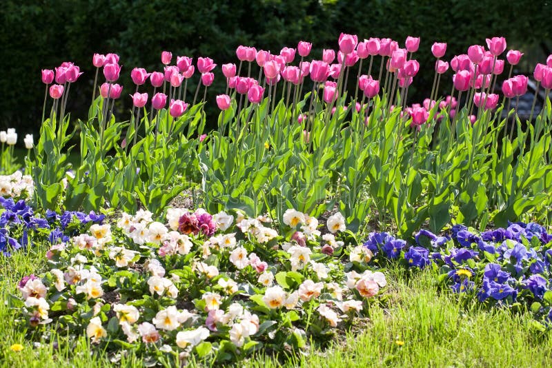 Blumenbeet mit rotem Tulpen-, wei?em und Blauemder pansies im Fr?hjahr Park