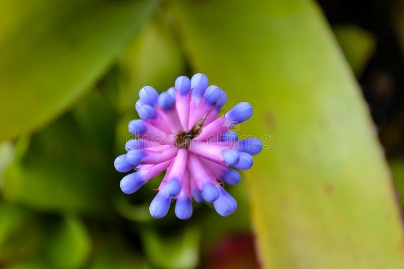 Blumenblume von Urpflanzen, Sicht über dem Winkel lizenzfreie stockbilder
