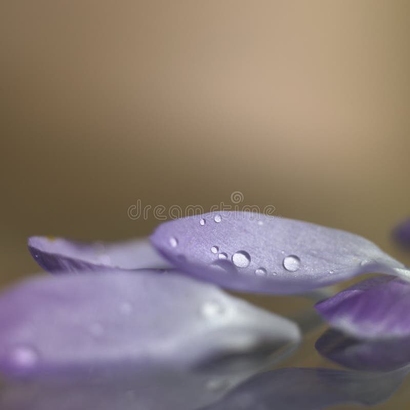 Blumenblätter lizenzfreie stockfotografie Blumenblätter lizenzfreie stockfotografie