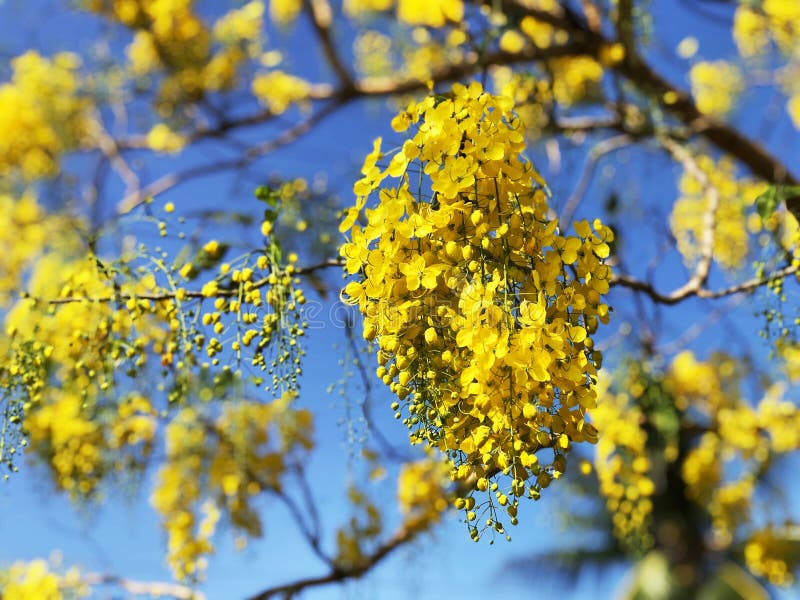 Blumenblüte während Songkran-Festivals Anruf Ratchaphruek der thailändischen Leute oder Dok-koon Gelbe Blumen mit blauem Himmel stockbild Blumenblüte während Songkran-Festivals Anruf Ratchaphruek der thailändischen Leute oder Dok-koon Gelbe Blumen mit blauem Himmel stockbild