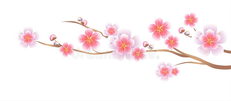 Blumendesign Niederlassung Von Kirschblute Lokalisierte Auf Weissem Hintergrund Apple Baum Blumen Cherry Blossom Vektor Env 10 Cmy Vektor Abbildung Illustration Von Lokalisierte Hintergrund