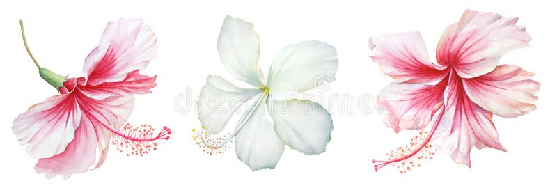 Blumengruppe der weißen und rosa Hibiskus-Blumen vektor abbildung