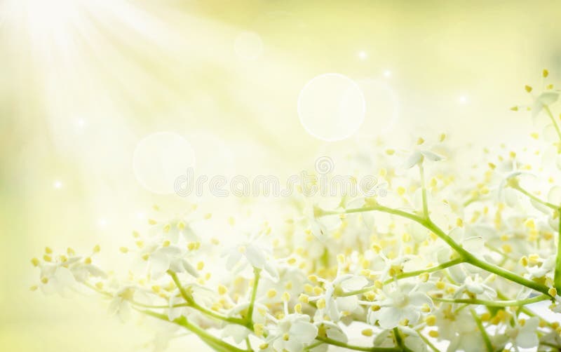 Flower background with elderberry and defocused lights. Flower background with elderberry and defocused lights