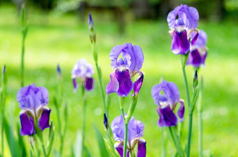 Blumeniris im Garten Fr?hlingsblumeniris geschossen in der klaren Sonne auf gr?nem Hintergrund lizenzfreie stockfotografie Blumeniris im Garten Fr?hlingsblumeniris geschossen in der klaren Sonne auf gr?nem Hintergrund lizenzfreie stockfotografie