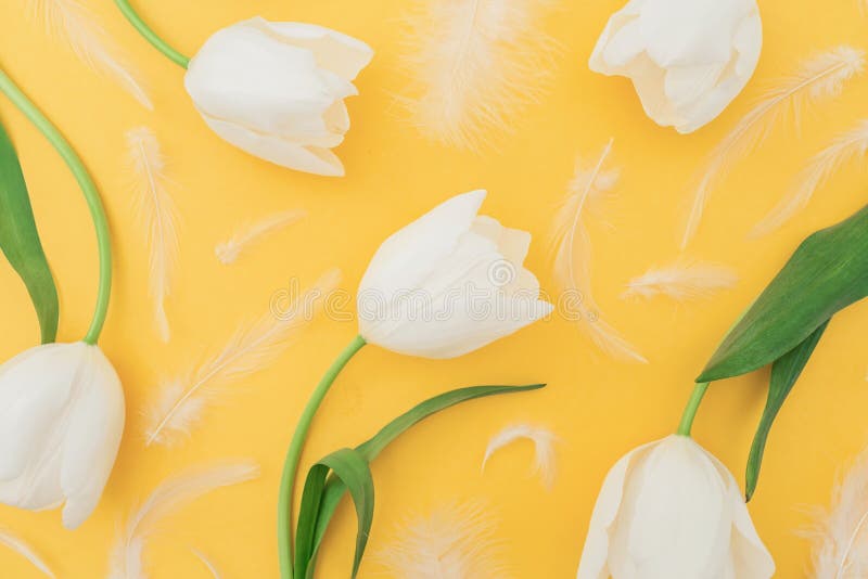 Blumenmuster gemacht von den weißen Tulpenblumen und -federn auf gelbem Pastellhintergrund Flache Lage, Draufsicht lizenzfreie stockfotografie Blumenmuster gemacht von den weißen Tulpenblumen und -federn auf gelbem Pastellhintergrund Flache Lage, Draufsicht lizenzfreie stockfotografie