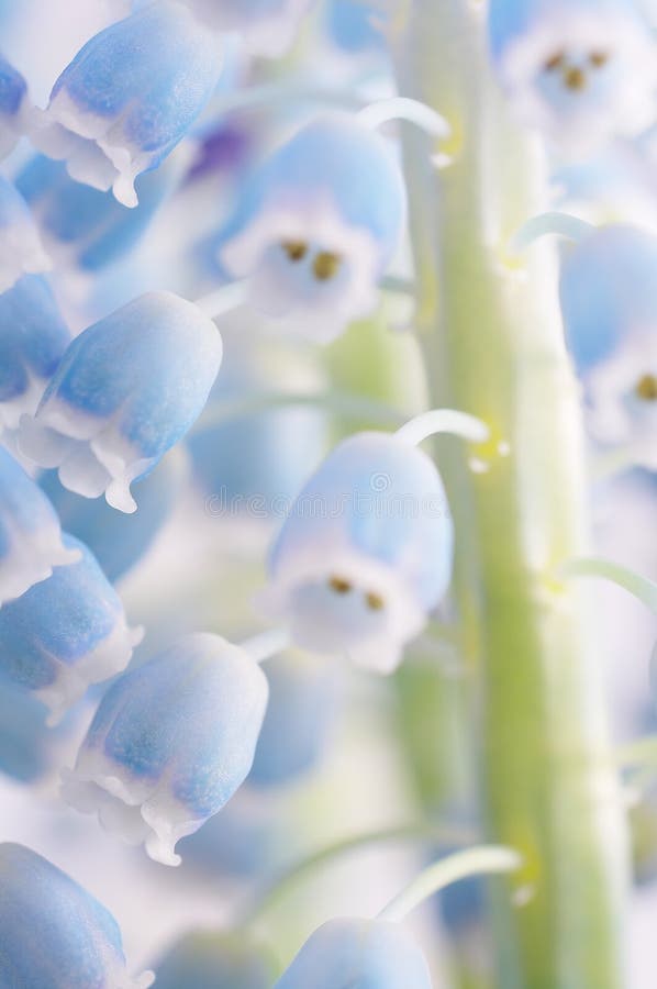 Blumennahaufnahme lizenzfreie stockfotografie