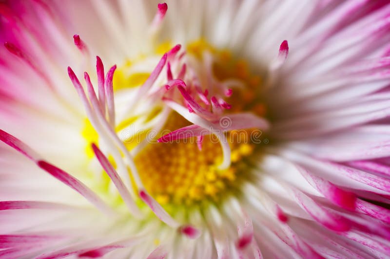 Blumennahaufnahme lizenzfreies stockbild