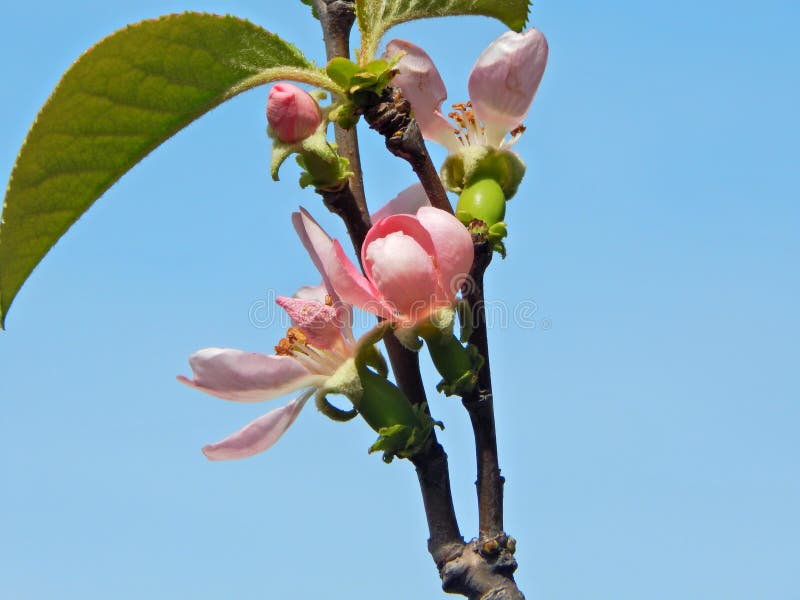BlumenQuitte lizenzfreie stockfotografie BlumenQuitte lizenzfreie stockfotografie