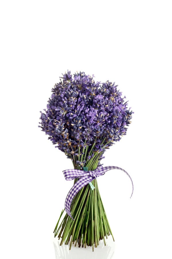 Bouquet of lavender flowers cut on white background. Bouquet of lavender flowers cut on white background