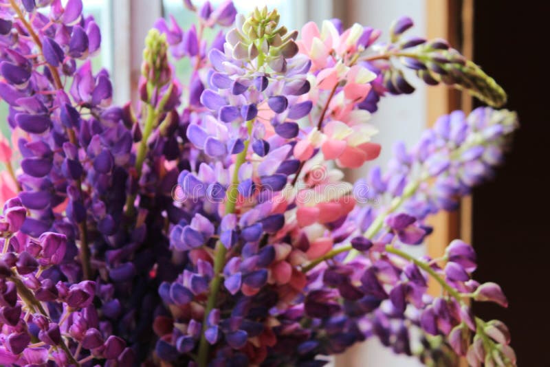 Blumenstrauß-Flieder und rosa Lupinen gegen das Fenster am Abend lizenzfreie stockfotos Blumenstrauß-Flieder und rosa Lupinen gegen das Fenster am Abend lizenzfreie stockfotos