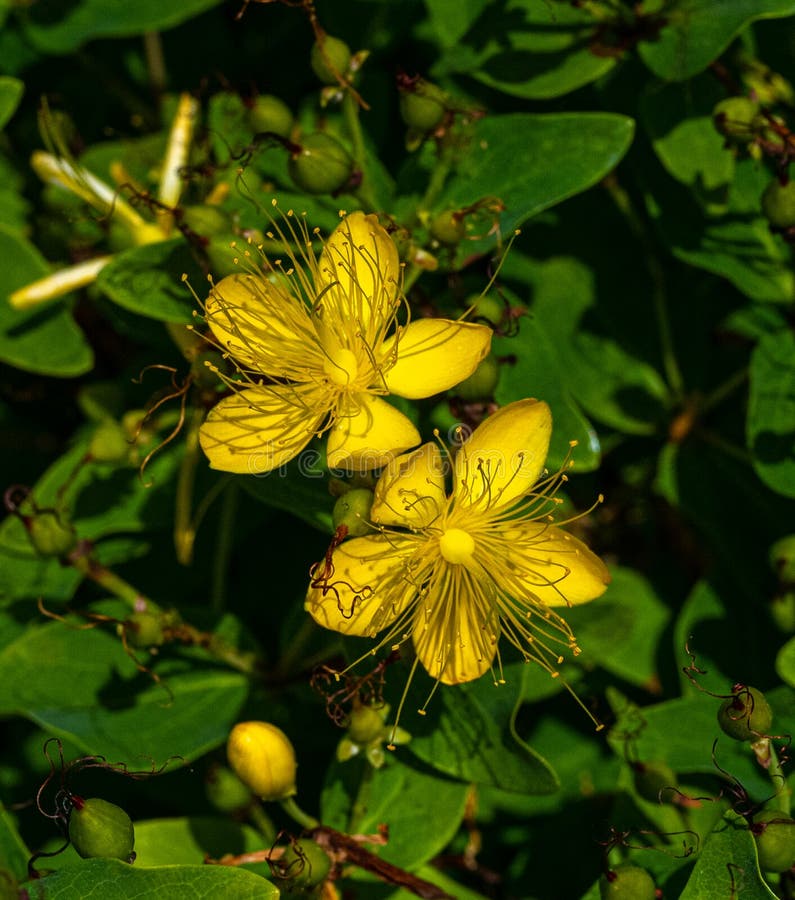 Blumenstrauß-Johanniskraut Tiptonlsquo s weed klamath weed hypericum perforatum a medicinal plant