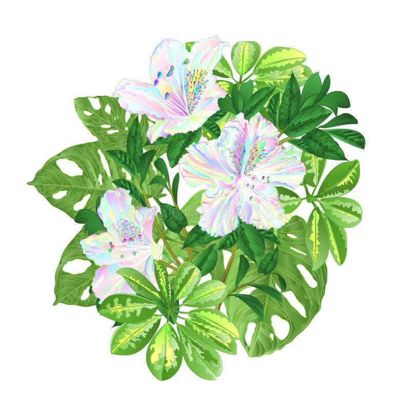 Blumenstrauß mit schönen mehrfarbigen Rhododendren des tropischen Blumenblumengestecks mit Schefflera- und Monstera-Weinlese VE vektor abbildung Blumenstrauß mit schönen mehrfarbigen Rhododendren des tropischen Blumenblumengestecks mit Schefflera- und Monstera-Weinlese VE vektor abbildung