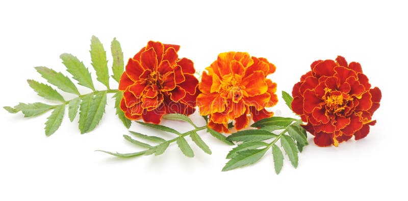 Strauß aus Ringelblumen stockbild