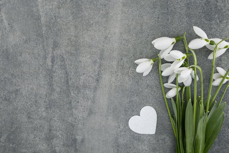 Blumenstrauß von Schneeglöckchen auf grauem Steinhintergrund mit Kopienraum f stockbild