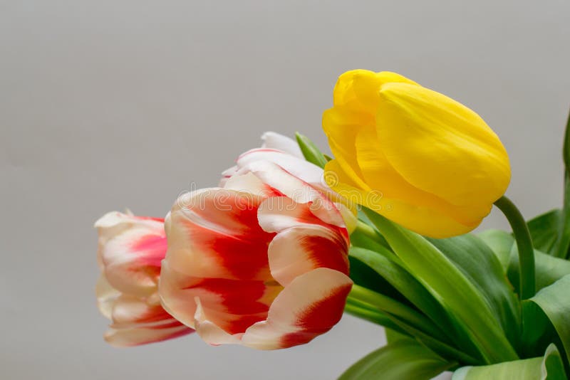 Blumenstrauß von schönen gelben und rot-weißen Tulpen stockbild Blumenstrauß von schönen gelben und rot-weißen Tulpen stockbild