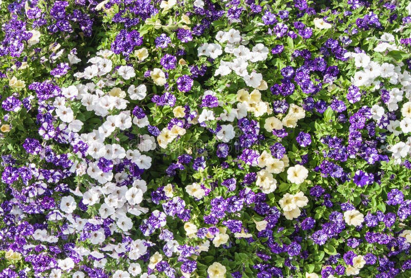 Blumenteppich von Pansies stockfoto. Bild von garten