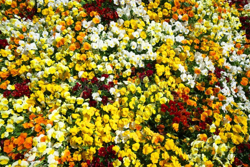 Blumenteppich von Pansies stockfoto. Bild von garten