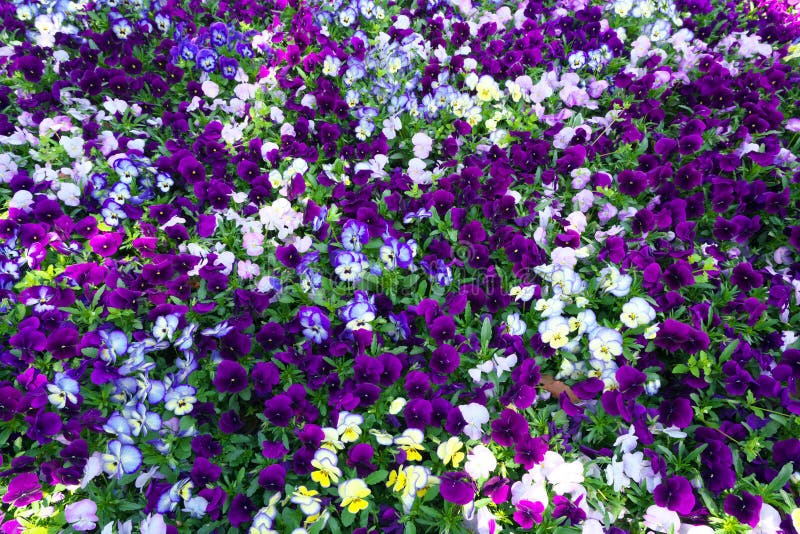 Blumenteppich von Pansies stockfoto. Bild von garten