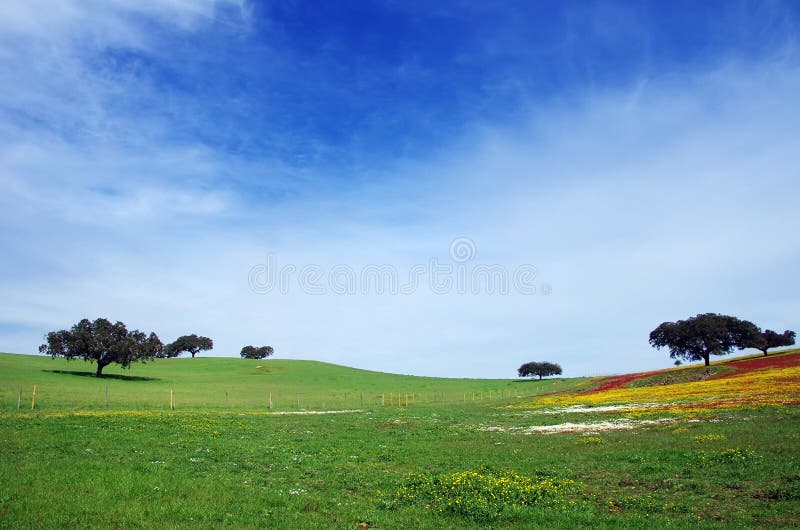 Blumiges Feld in Alentejo lizenzfreies stockfoto Blumiges Feld in Alentejo lizenzfreies stockfoto