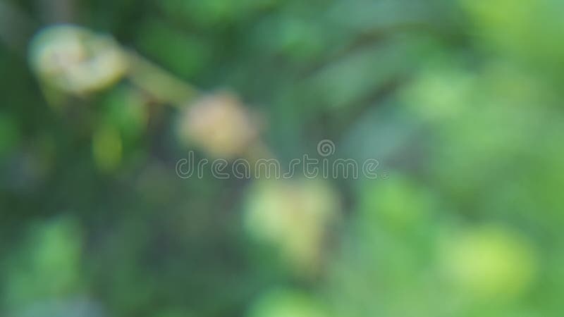 Blur Background with Natural Green Stock Photo - Image of comfortable,  environment: 142667960